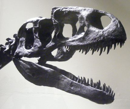 Neovenator salerii, Dinosaur Isle Museum, Isle of Wight, photo by Mo Hassan