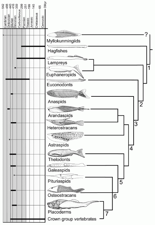 early vertebrate phylogeny